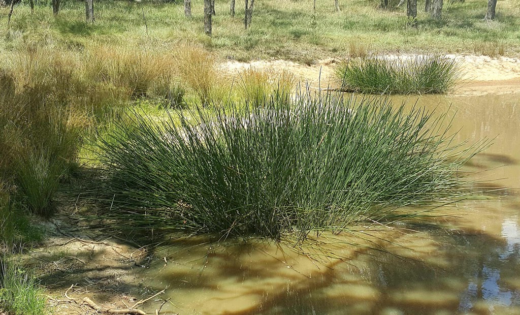 Tenterfield Park (Dog Park) | Tenterfield NSW 2372, Australia