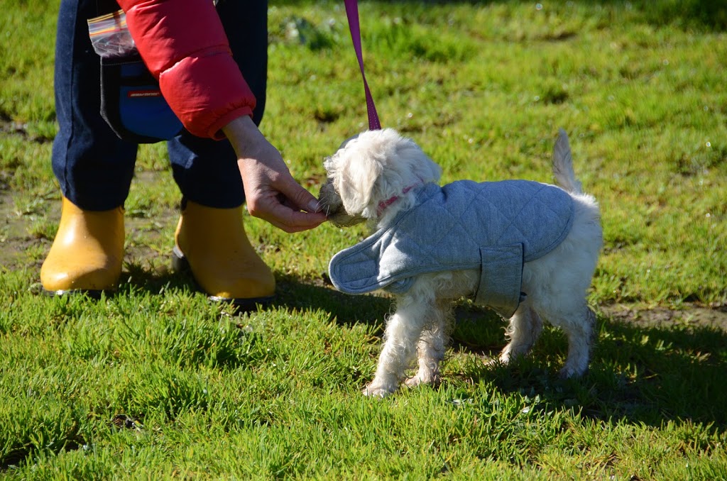 Gentle Modern School of Dog Training | Warringal Parklands, Near, Plymouth St, Heidelberg VIC 3084, Australia | Phone: 0418 371 060