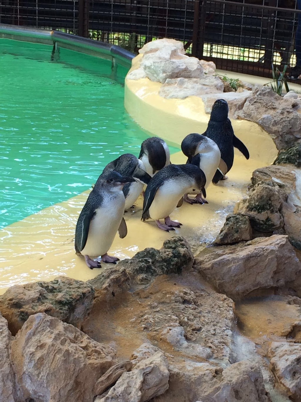 Penguin Island | park | Penguin Island, Perth WA 6168, Australia | 0895911333 OR +61 8 9591 1333