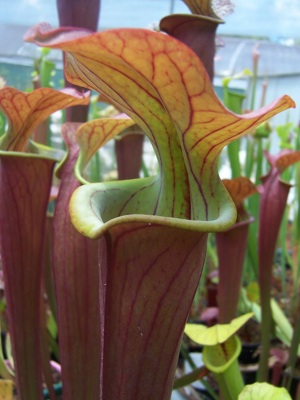 Carnivorous Gotcha Plants | 8 Balsam Rd, Eumundi QLD 4562, Australia | Phone: (07) 5442 8204