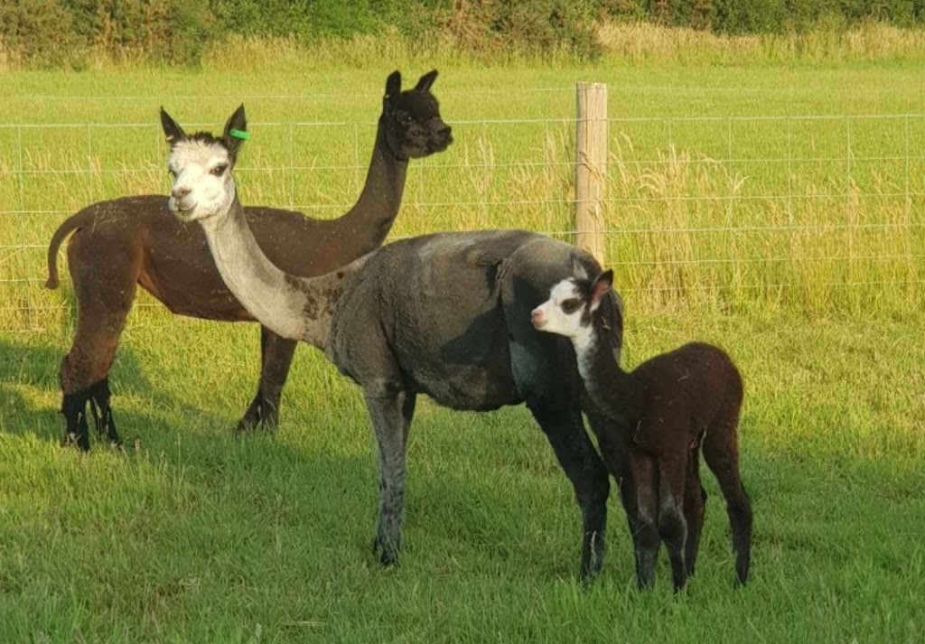 Lemaca Alpacas | 39 Yendon-Egerton Rd, Yendon VIC 3352, Australia | Phone: 0421 285 240