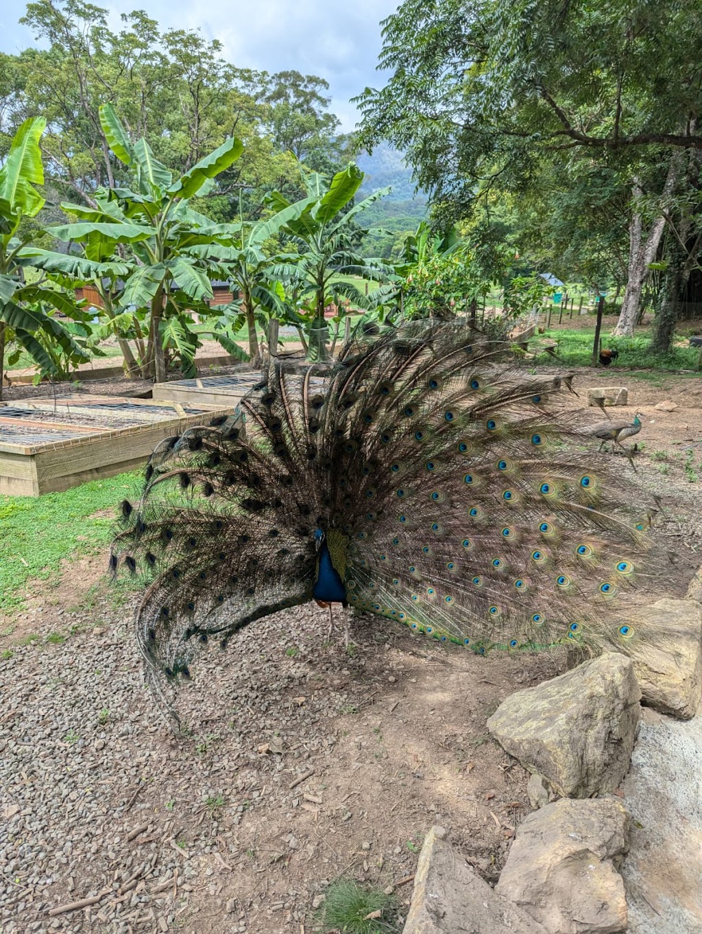 Zendara | 804 Main Arm Rd, Main Arm NSW 2482, Australia | Phone: 0415 998 956