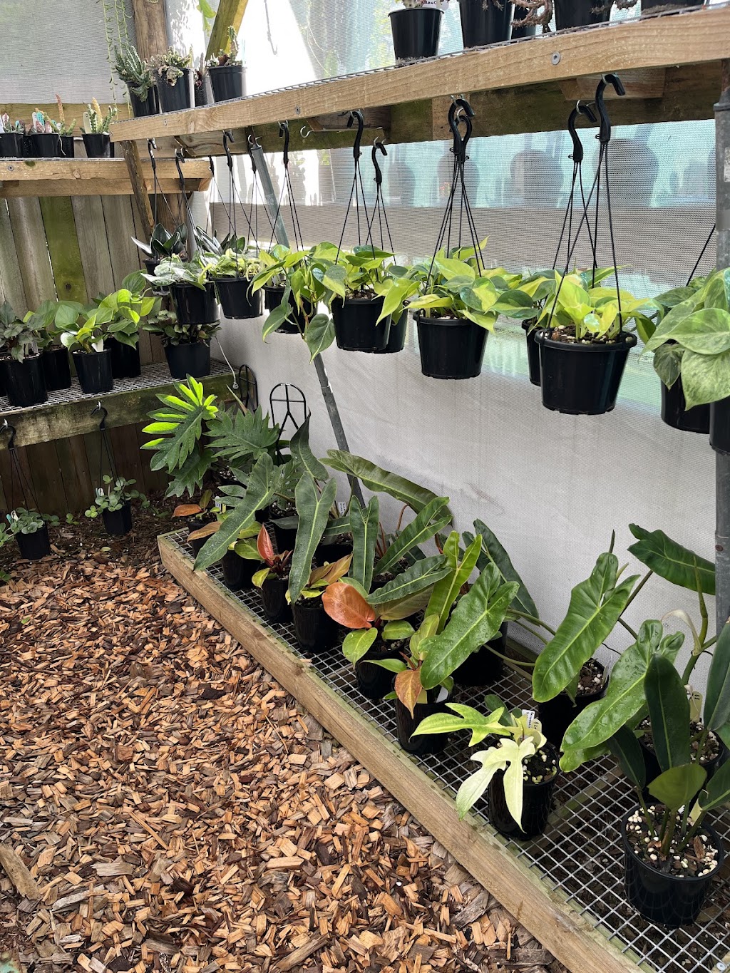 Leafy Life Downunder | 5 Sampson St, Deception Bay QLD 4508, Australia | Phone: 0416 197 784