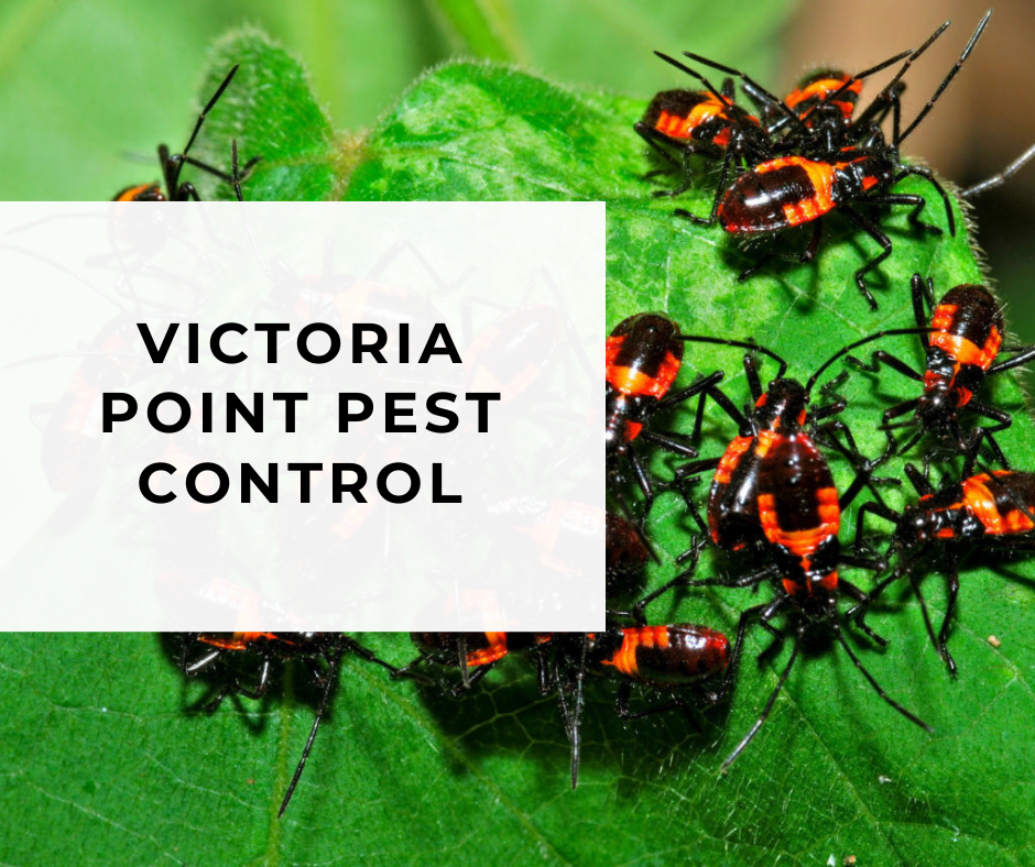 Victoria Point Pest Control (43970) Opening Hours