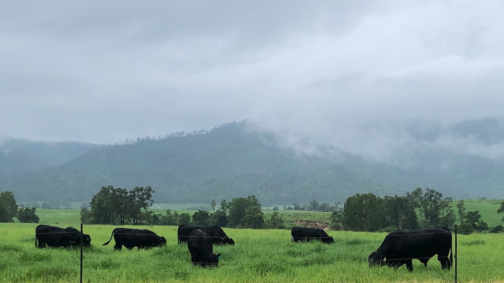 Alkoomie Brangus | 209 Kowari Rd, Finch Hatton QLD 4756, Australia | Phone: 0409 068 237