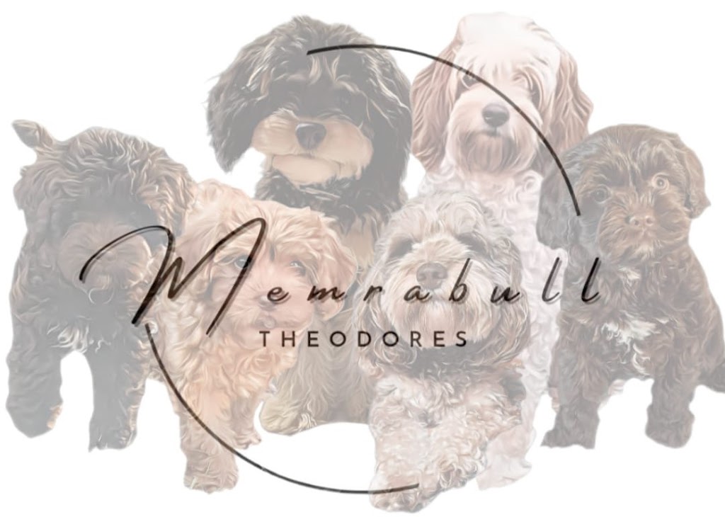 Memrabull Theodores (Cavoodles) | Cranley QLD 4352, Australia | Phone: 0451 553 535
