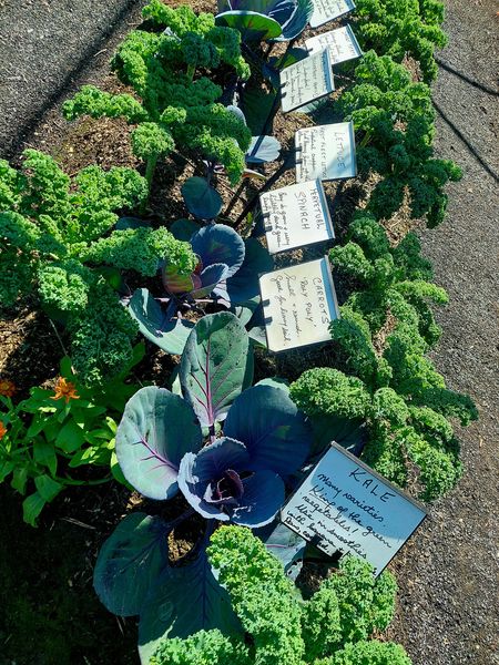 The Garden of Eden Grantham | F53F+J4, Grantham QLD 4347, Australia | Phone: 0409 491 419