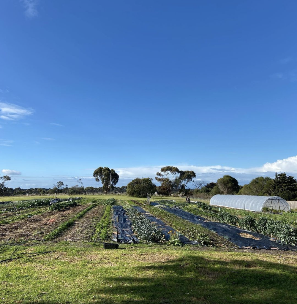 Bellagreen Organic Farm | 15 Basin Rd, Drysdale VIC 3222, Australia | Phone: 0409 352 223
