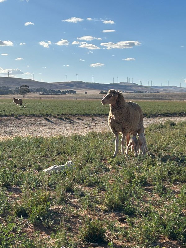 Gum Hill Poll Merino Stud | 56 Gum Hill Rd, Mount Bryan SA 5418, Australia | Phone: 0407 934 027