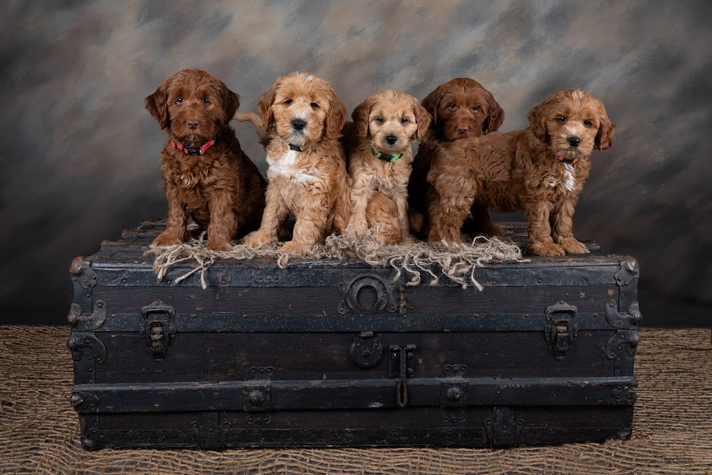 Misty Mountain Australian Labradoodles | 58-60 Siganto St, Tamborine Mountain QLD 4272, Australia | Phone: 0409 813 053