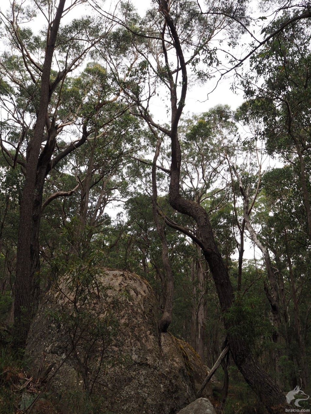 Pheasants Peak walking track | park | Waratah Rd, Paddys Flat NSW 2632, Australia | 0264585900 OR +61 2 6458 5900