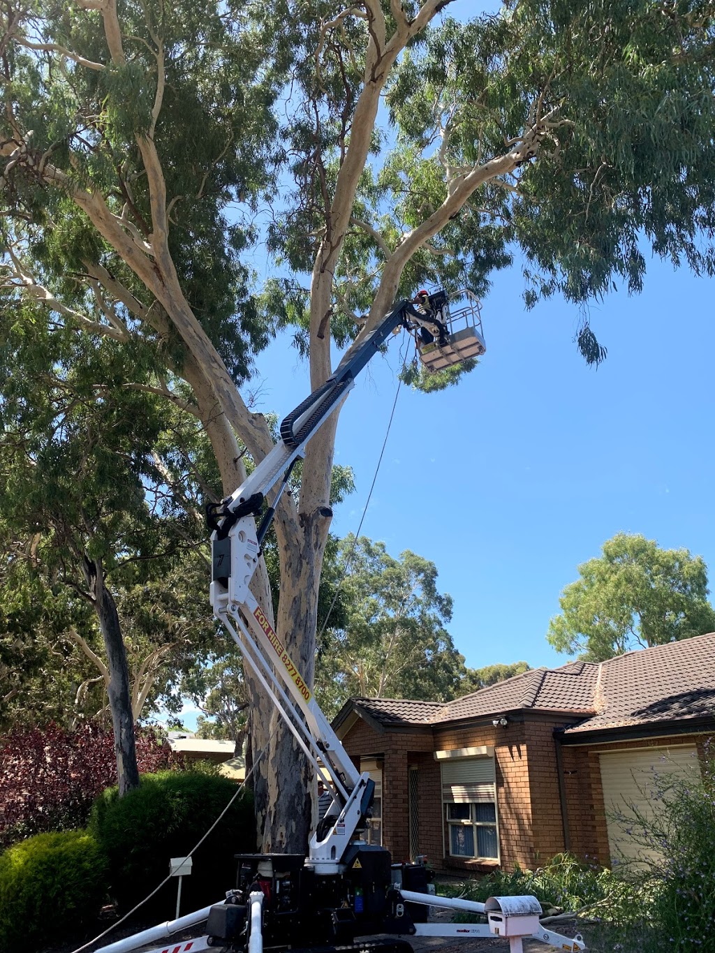 A Cut Above Tree Removal | 24 Corella Ave, Chandlers Hill SA 5159, Australia | Phone: 0411 245 635