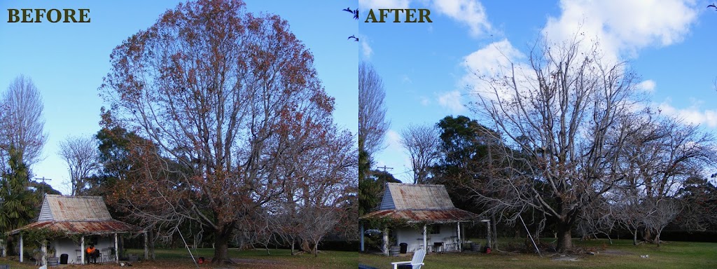 Arbor Medic | 244 Evans Ln, Woodstock NSW 2538, Australia | Phone: (02) 4455 6956