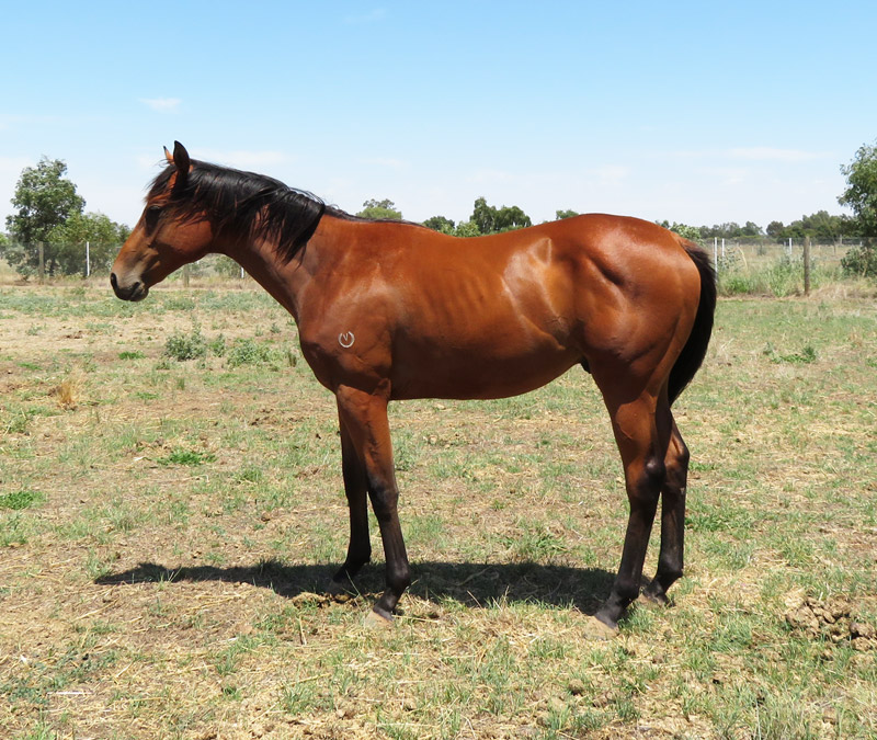 Mulholland and Burke - Thoroughbreds for Sale |  | 175 Graham Rd, Lancaster VIC 3620, Australia | 0457871632 OR +61 457 871 632