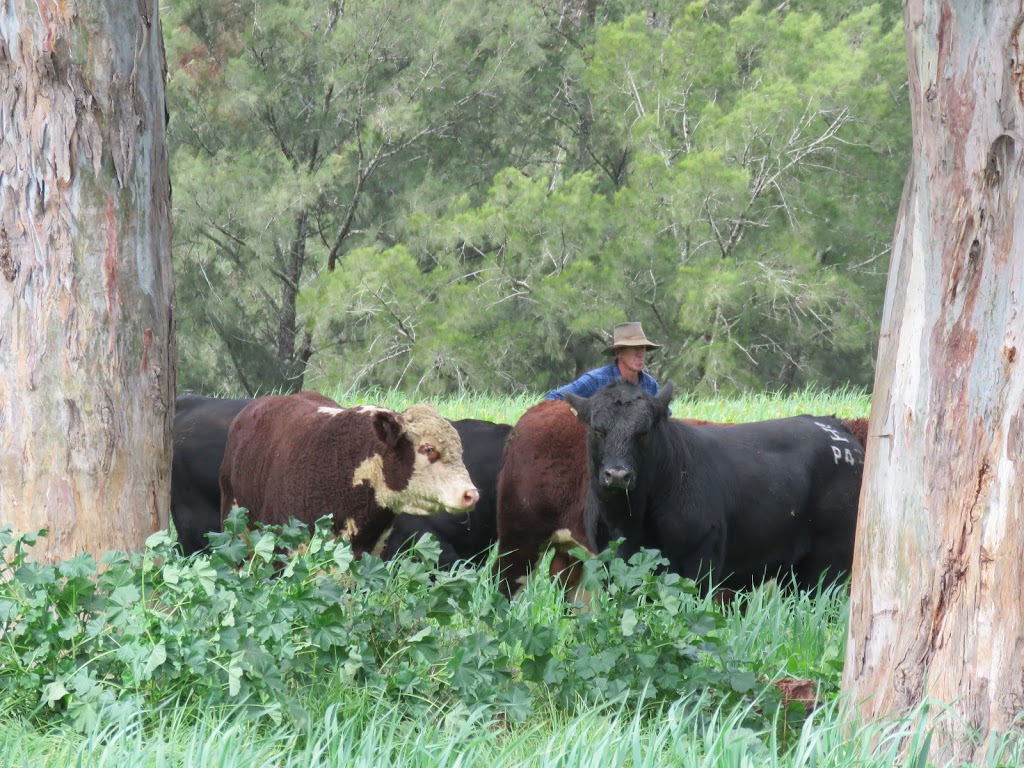 Curracabark Angus and Hereford Stud | 2796 Curricabark Rd, Curricabark NSW 2422, Australia | Phone: (02) 6558 7515