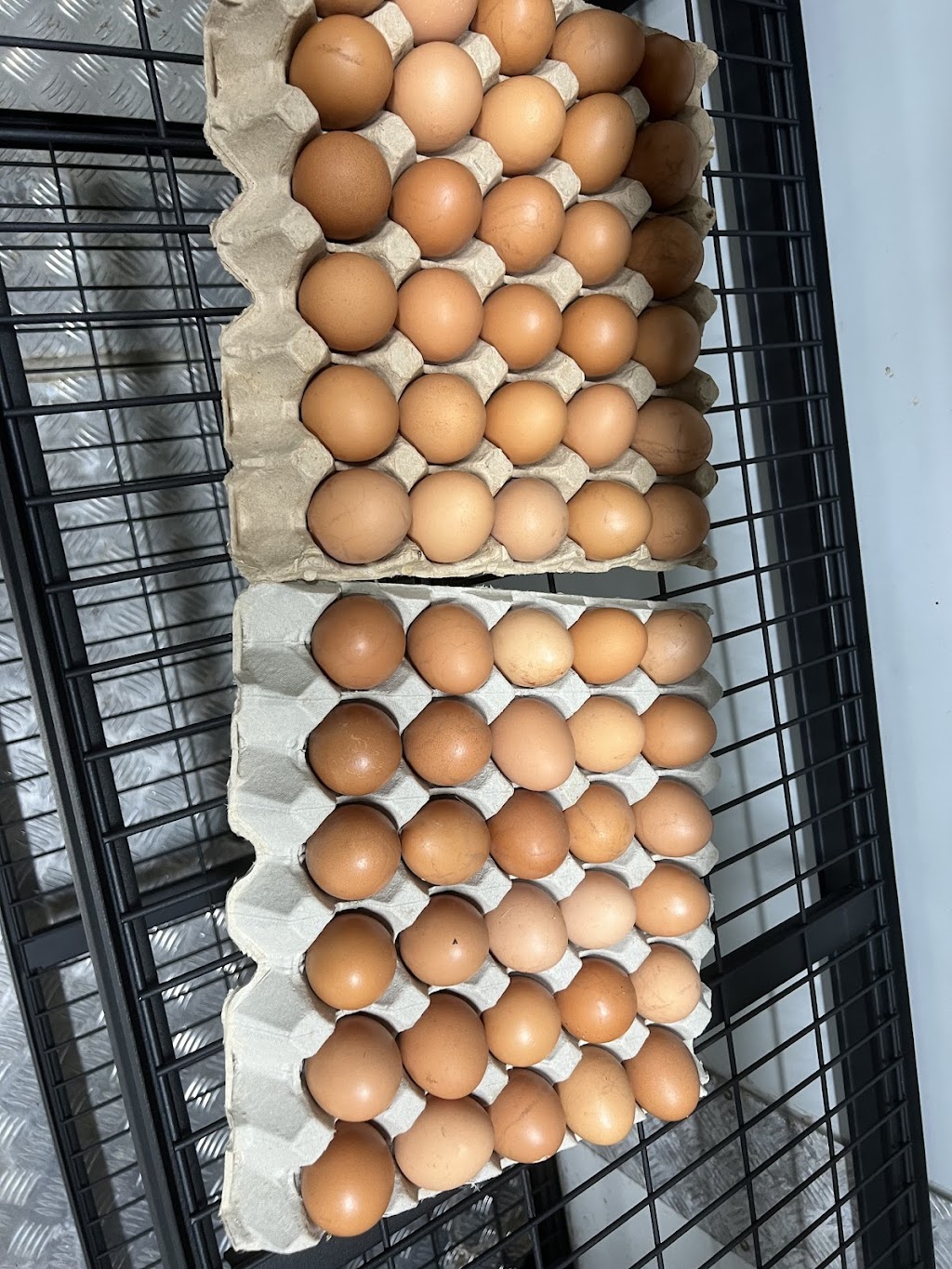 Jila free range | 152 Mountain Ave, Yarramundi NSW 2753, Australia | Phone: 0418 738 784