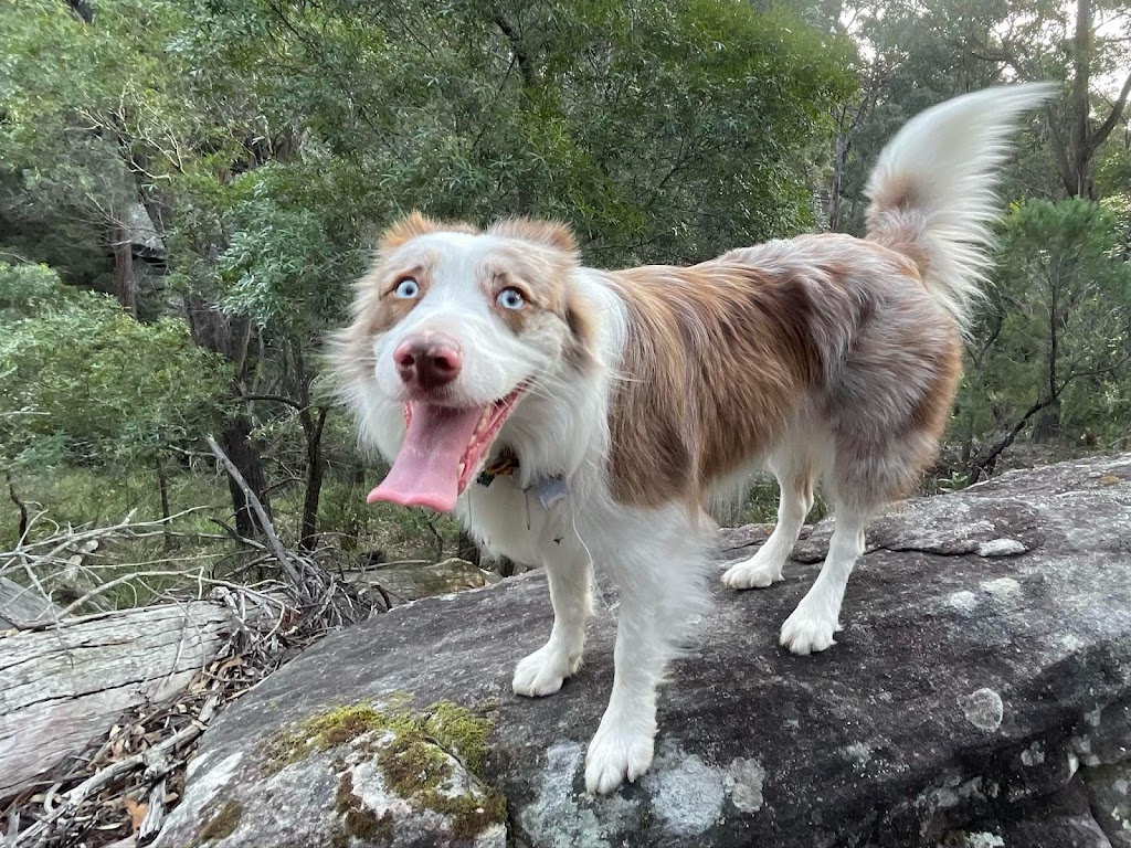 AT HOME DOG SPA | 36 Cambalan St, Bargo NSW 2574, Australia | Phone: 0418 432 683