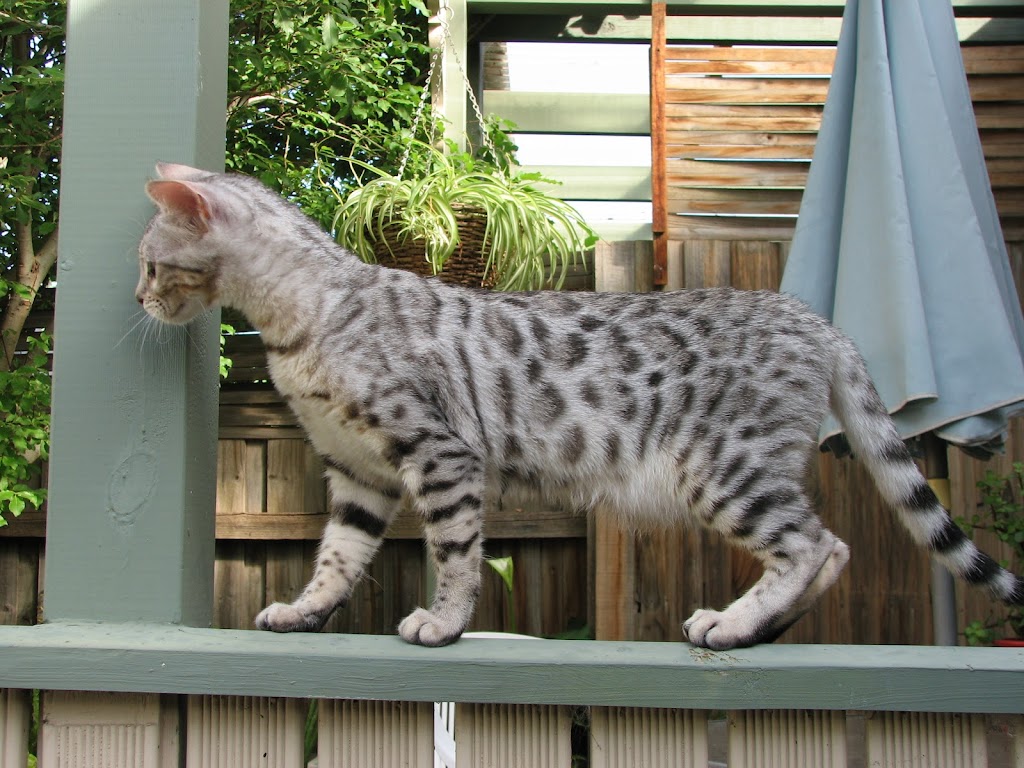 Cat Max Clear Net Enclosures | 318D Lenah Valley Rd, Lenah Valley TAS 7008, Australia | Phone: 1300 306 605