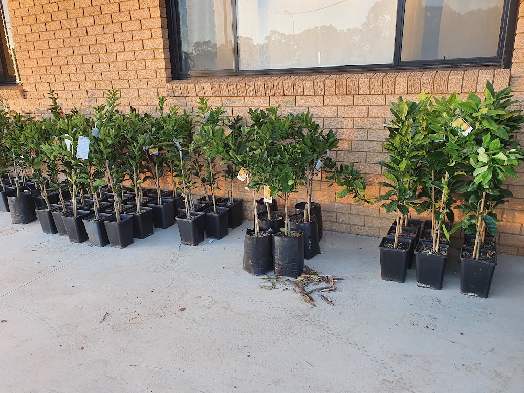 Jamils nursery | 479bringelly rd, Rossmore NSW 2557, Australia | Phone: 0450 466 334