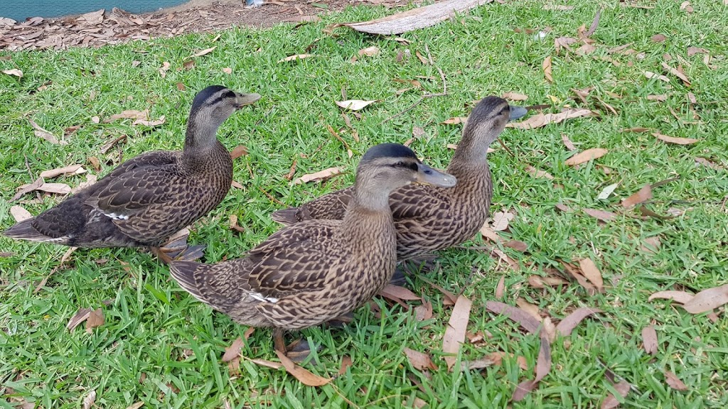 The Duck Pond | park | Narara NSW 2250, Australia