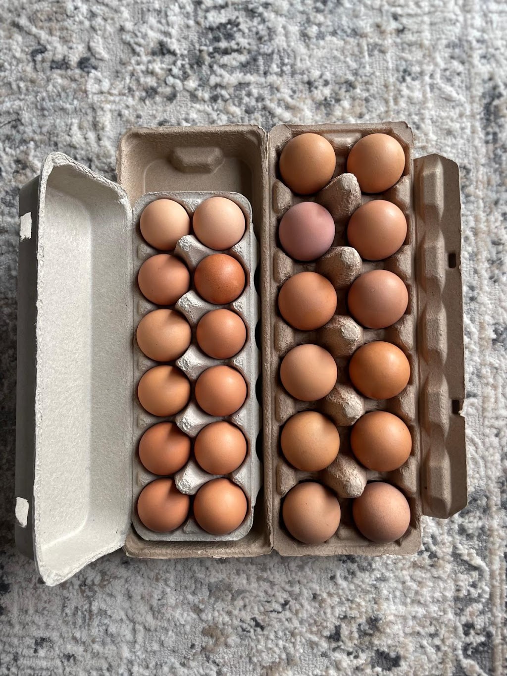 Yolked Up - Farm Fresh Eggs | 561 Holden Rd, Plumpton VIC 3336, Australia | Phone: 0437 517 288