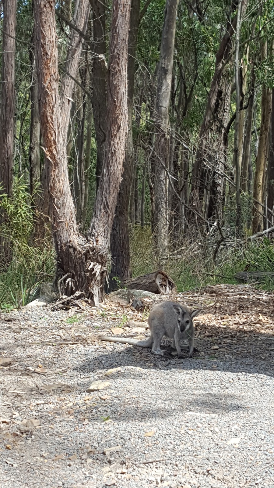 Gum Tree Heaven | 540 Moonabung Rd, Vacy NSW 2421, Australia | Phone: 0412 701 947