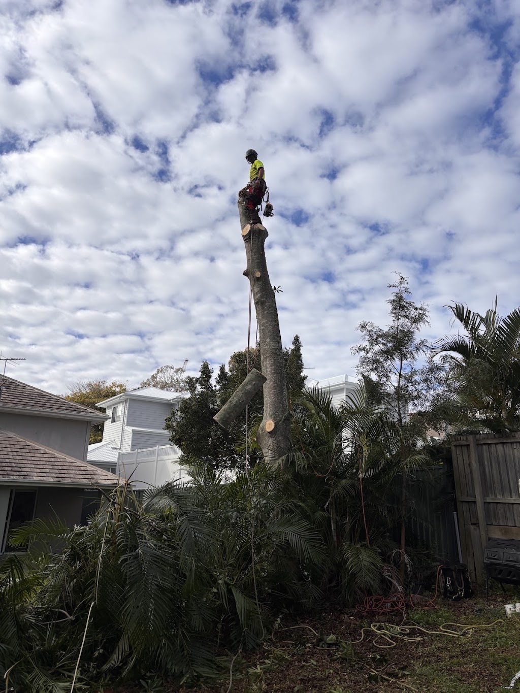 S&K Tree Lopping | Alexander Cres, Morayfield QLD 4506, Australia | Phone: 0493 416 150