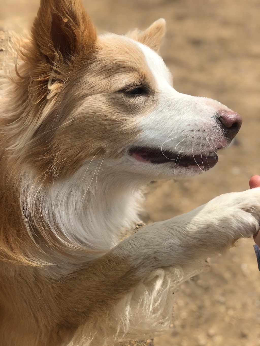 Playful Paws: Training and Wellness | 6 Macleod St, Bairnsdale VIC 3875, Australia | Phone: 0421 641 138