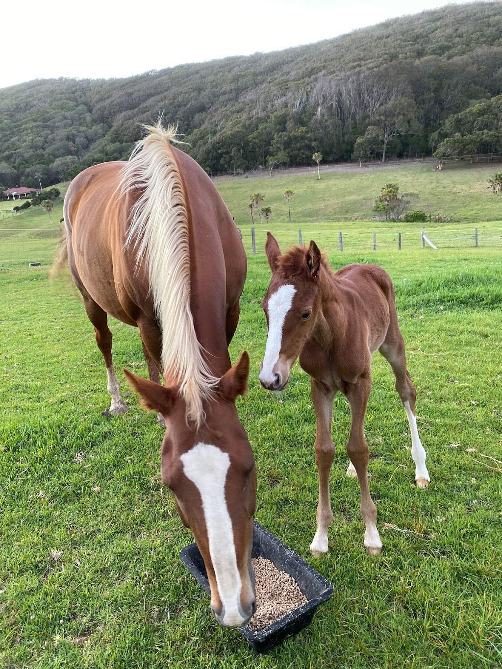 CapeHawke Stud | 70 Carmona Dr, Forster NSW 2428, Australia | Phone: (02) 6554 7176