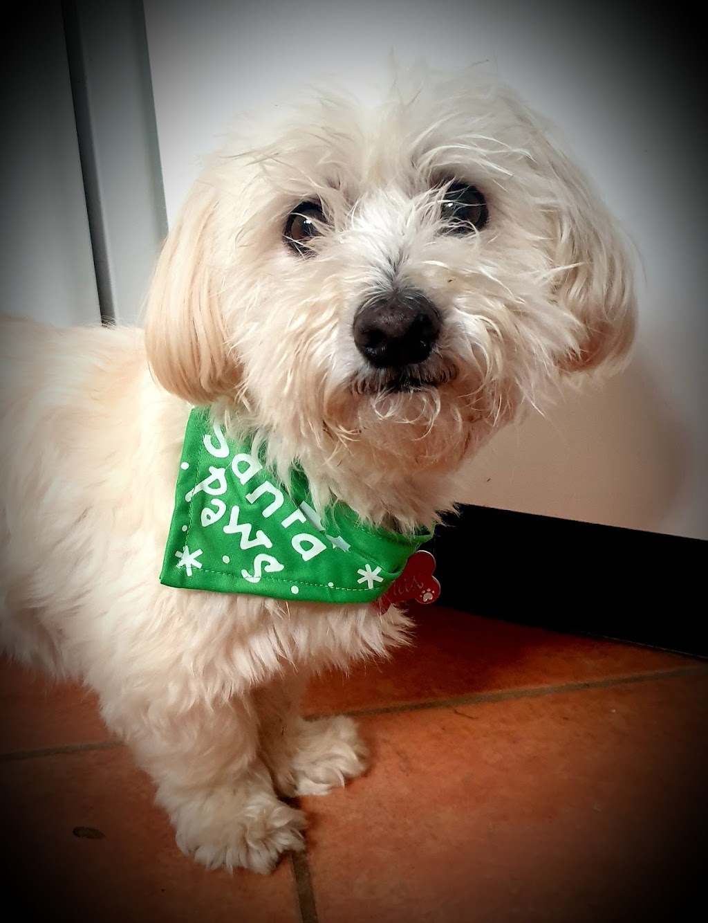 K9 Walkers | 19+ years in business, Ourimbah NSW 2258, Australia | Phone: 0418 224 692