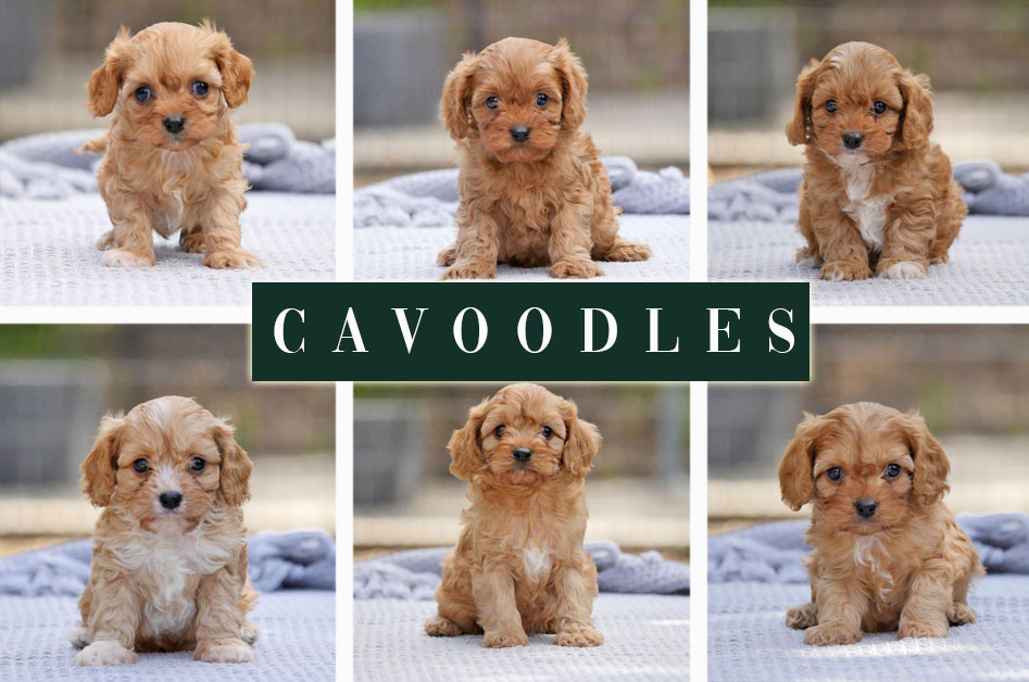 Bredwell Puppies | 3120 Ballan-Meredith Rd, Ballan VIC 3342, Australia | Phone: 0480 637 226