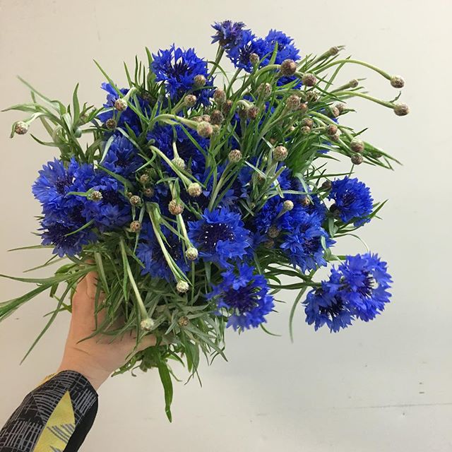 Mr. Fresh Wholesale Flowers | florist | 13 Central Blvd, Port Melbourne VIC 3207, Australia | 0396817317 OR +61 3 9681 7317