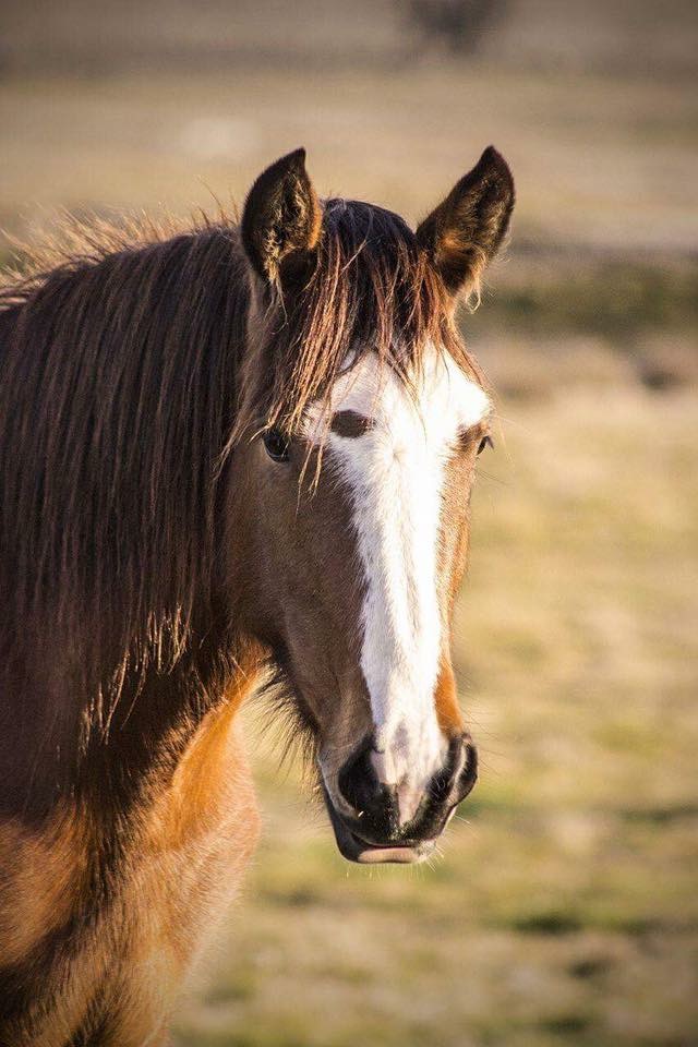 Black Range Equestrian | Black Range Rd, Yass NSW 2582, Australia | Phone: 0420 804 255