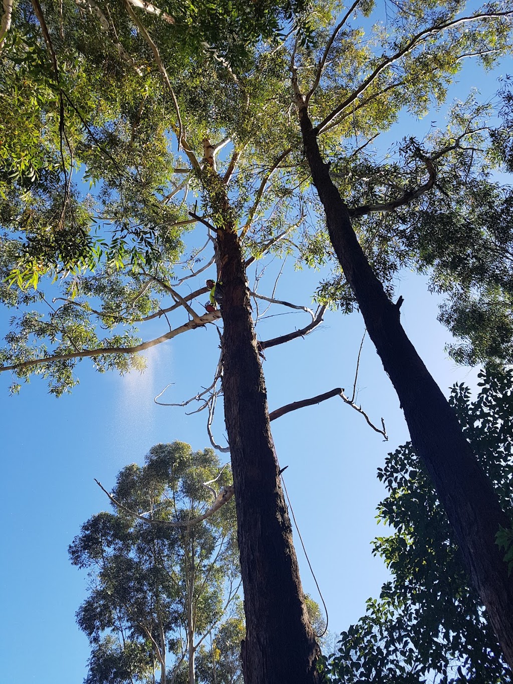 Alpha tree service |  | 10 Blue Luben Cl, Korora NSW 2450, Australia | 0467168194 OR +61 467 168 194