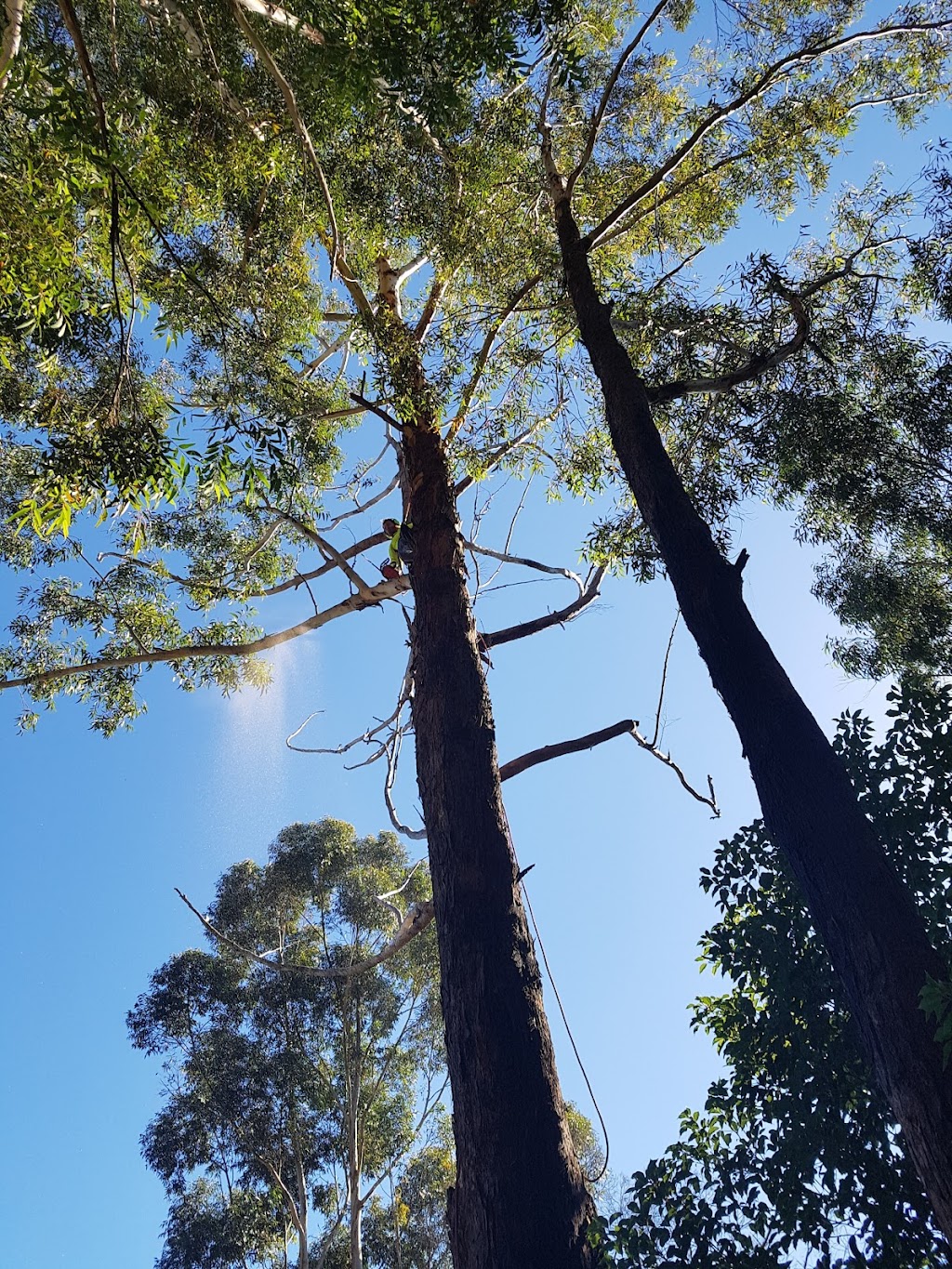 Alpha tree service | 10 Blue Luben Cl, Korora NSW 2450, Australia | Phone: 0467 168 194