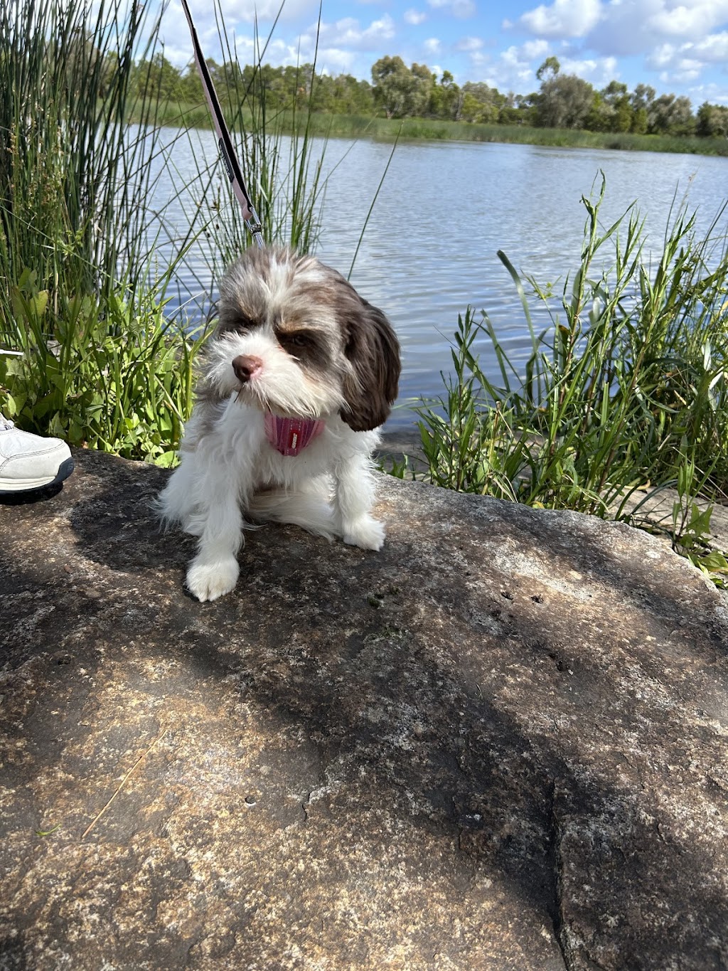 Memrabull Theodores (Cavoodles) | Cranley QLD 4352, Australia | Phone: 0451 553 535