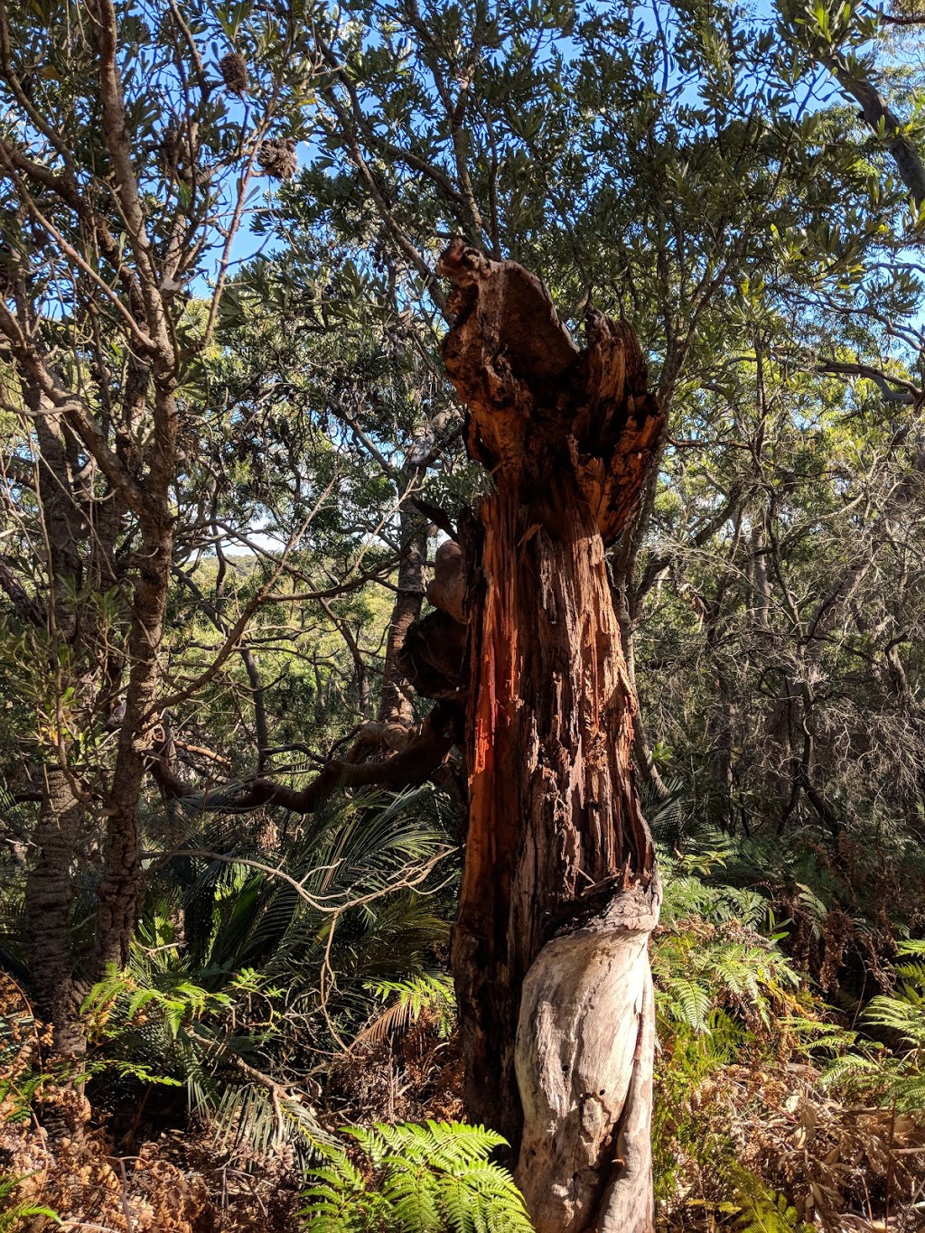 Wyrrabalong National Park | park | Bateau Bay NSW 2261, Australia