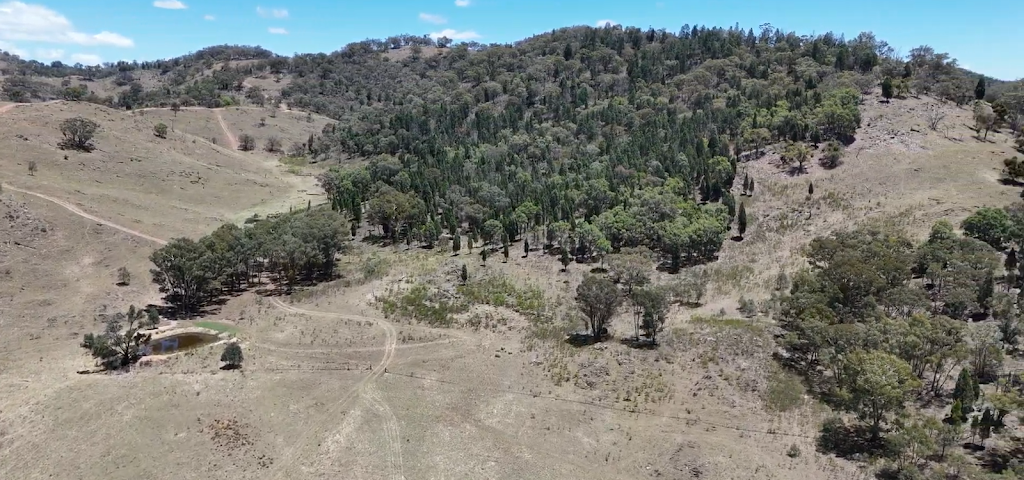 Moo Meadows | 233 Cuthel La, Gulgong NSW 2852, Australia | Phone: 0429 779 141