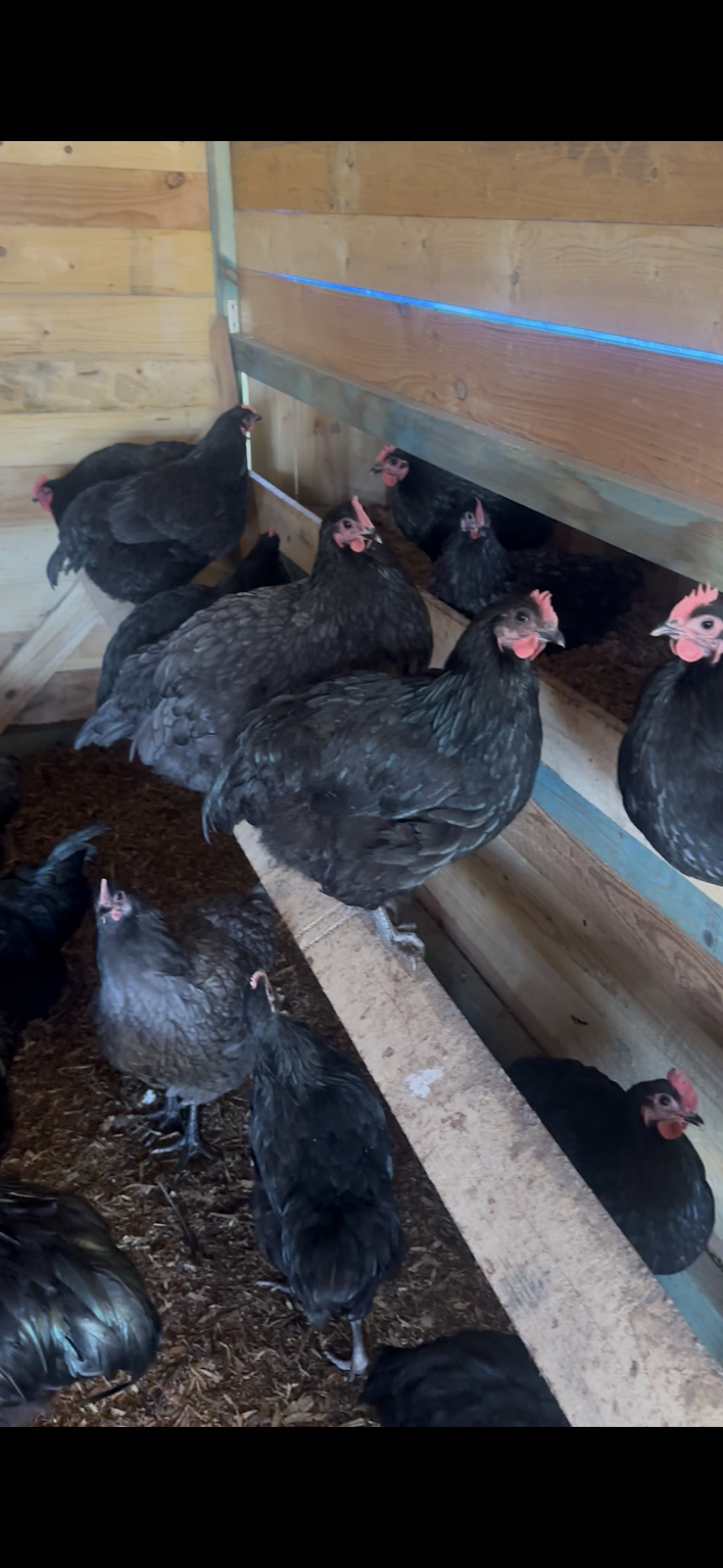 Country chicken | 125b Whitaker Rd, Rossmore NSW 2557, Australia | Phone: 0470 223 878