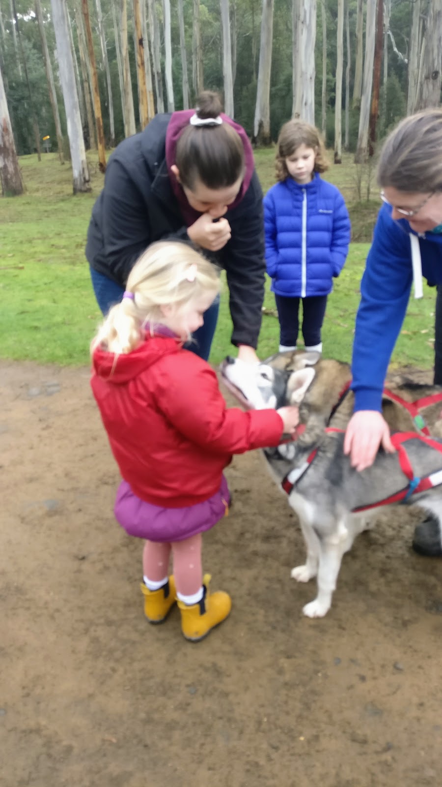 Sled Dog Adventures Tasmania | 1322 Lonnavale Rd, Lonnavale TAS 7109, Australia | Phone: (03) 6266 0330