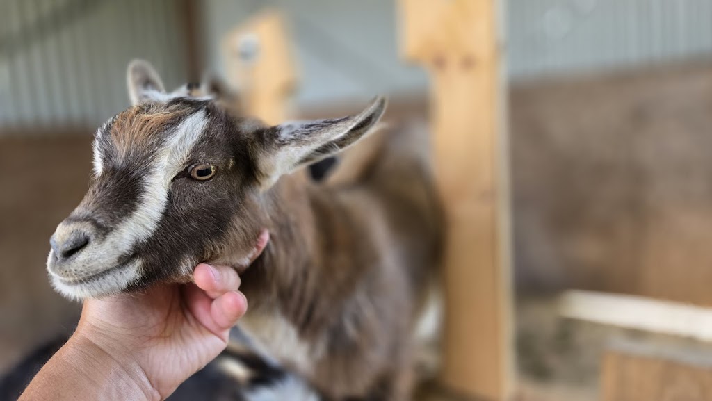 Little Sherwood Drouin Petting Zoo & Cottages | 315 Fisher Rd, Drouin West VIC 3818, Australia | Phone: 0411 498 990