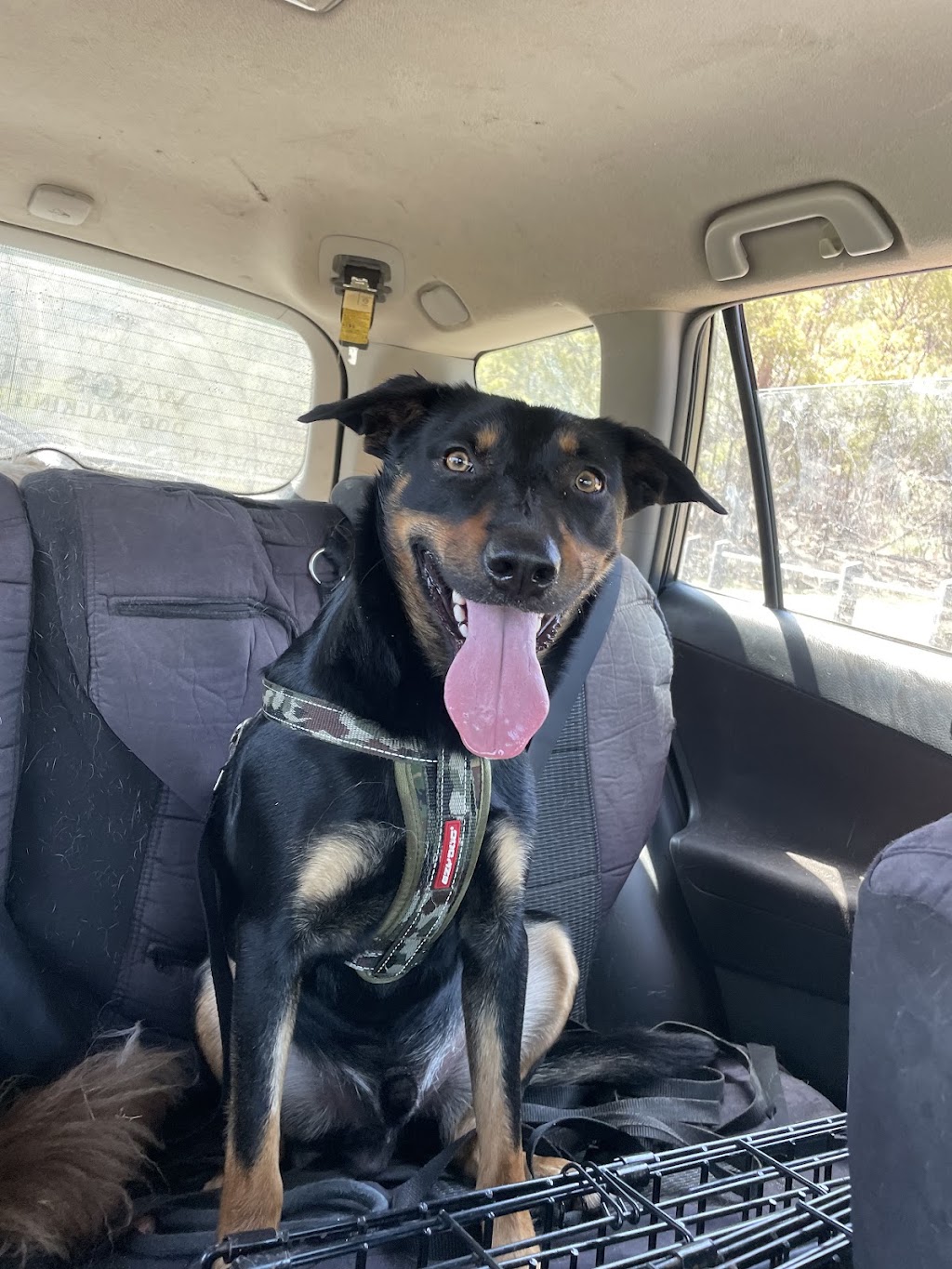 Wags Petcare | Cromer Rd, Cromer NSW 2099, Australia | Phone: 0426 171 191