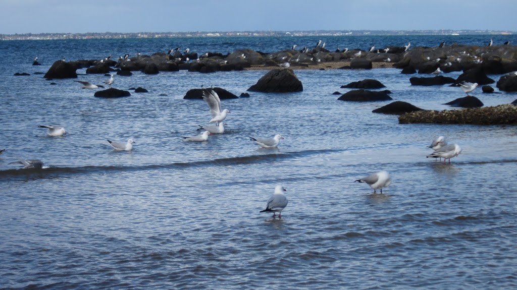 Jawbone Flora and Fauna Reserve | 29 Sandpiper Pl, Williamstown VIC 3016, Australia | Phone: 13 19 63