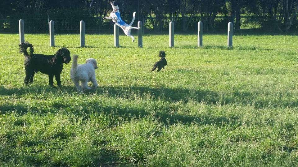 Hinterland Regional Fenced Agility Dog Park | park | Mudgeeraba QLD 4213, Australia