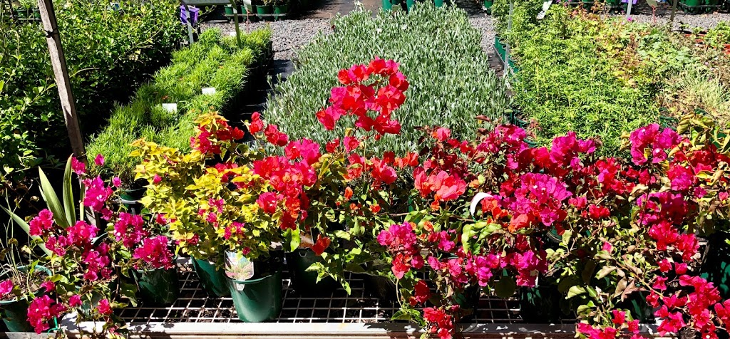 Everyday Potted Plants | store | 311 Sebbes Rd, Forest Grove WA 6286, Australia | 0897577424 OR +61 8 9757 7424