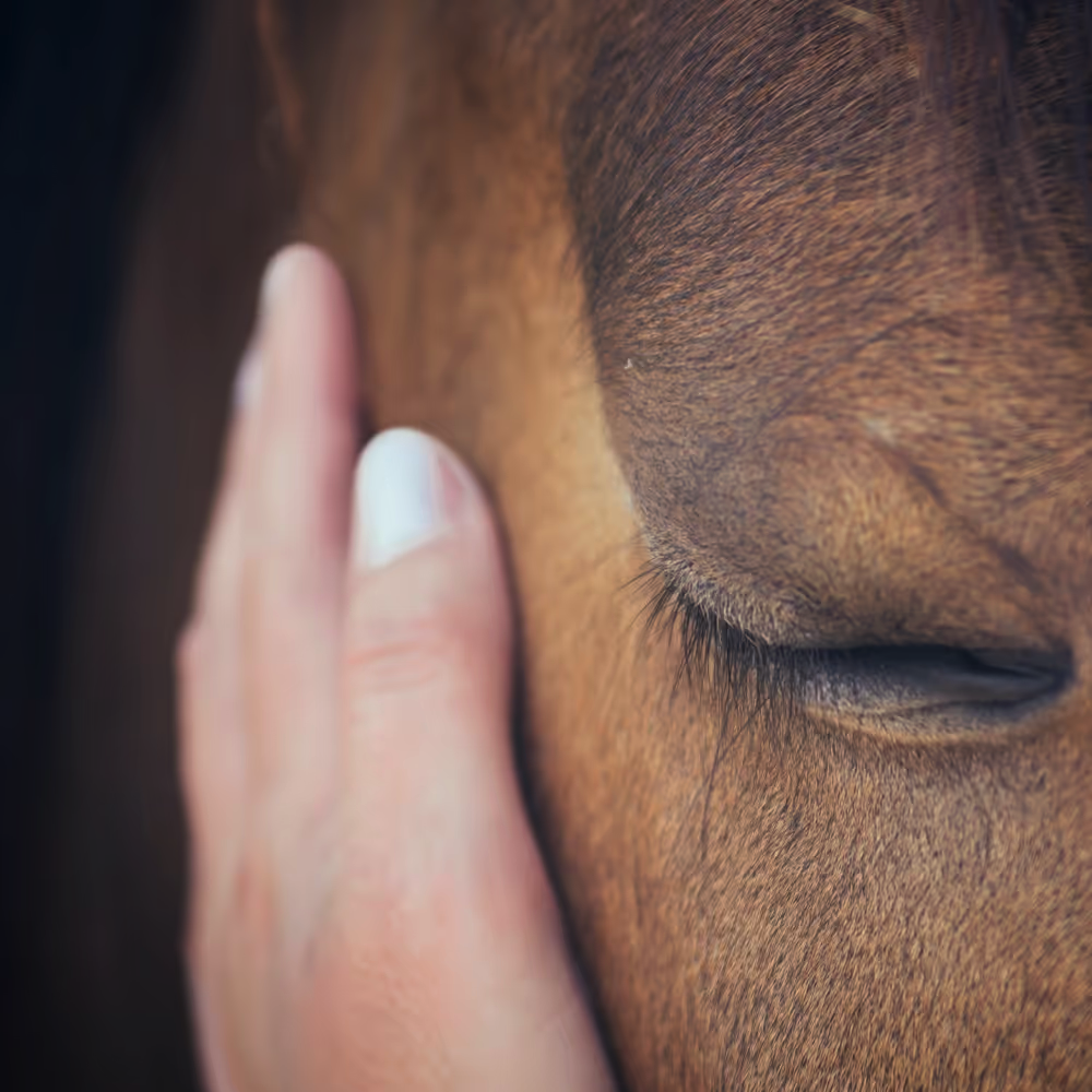 Epona Enterprises | 185 Beaumonts Rd, Deer Vale NSW 2453, Australia | Phone: 0404 493 043