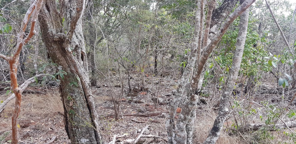 Forty Mile Scrub National Park | Forty Mile QLD 4872, Australia | Phone: 13 74 68