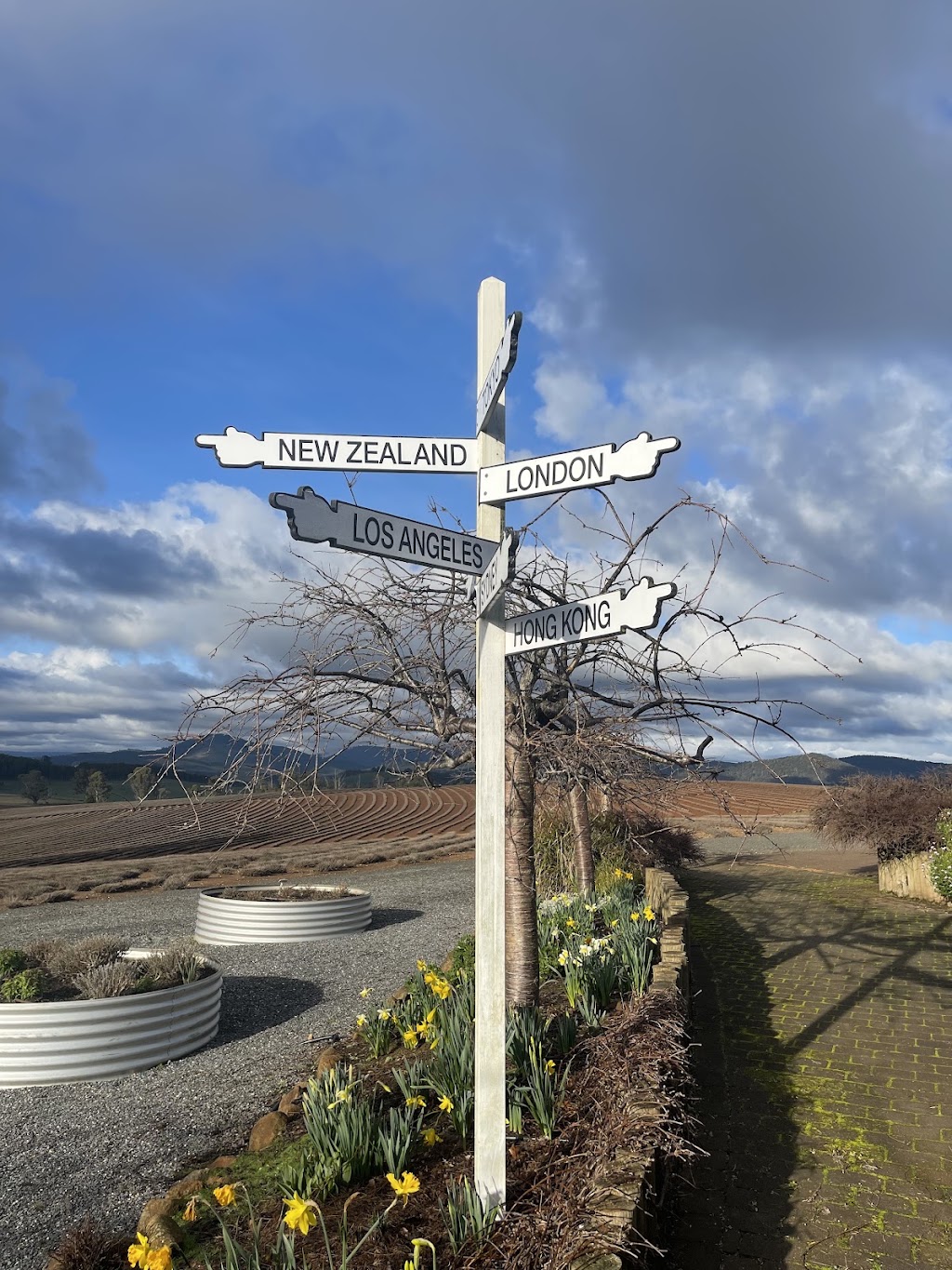 Bridestowe Lavender Farm | 296 Gillespies Rd, Nabowla TAS 7260, Australia | Phone: (03) 6352 8182