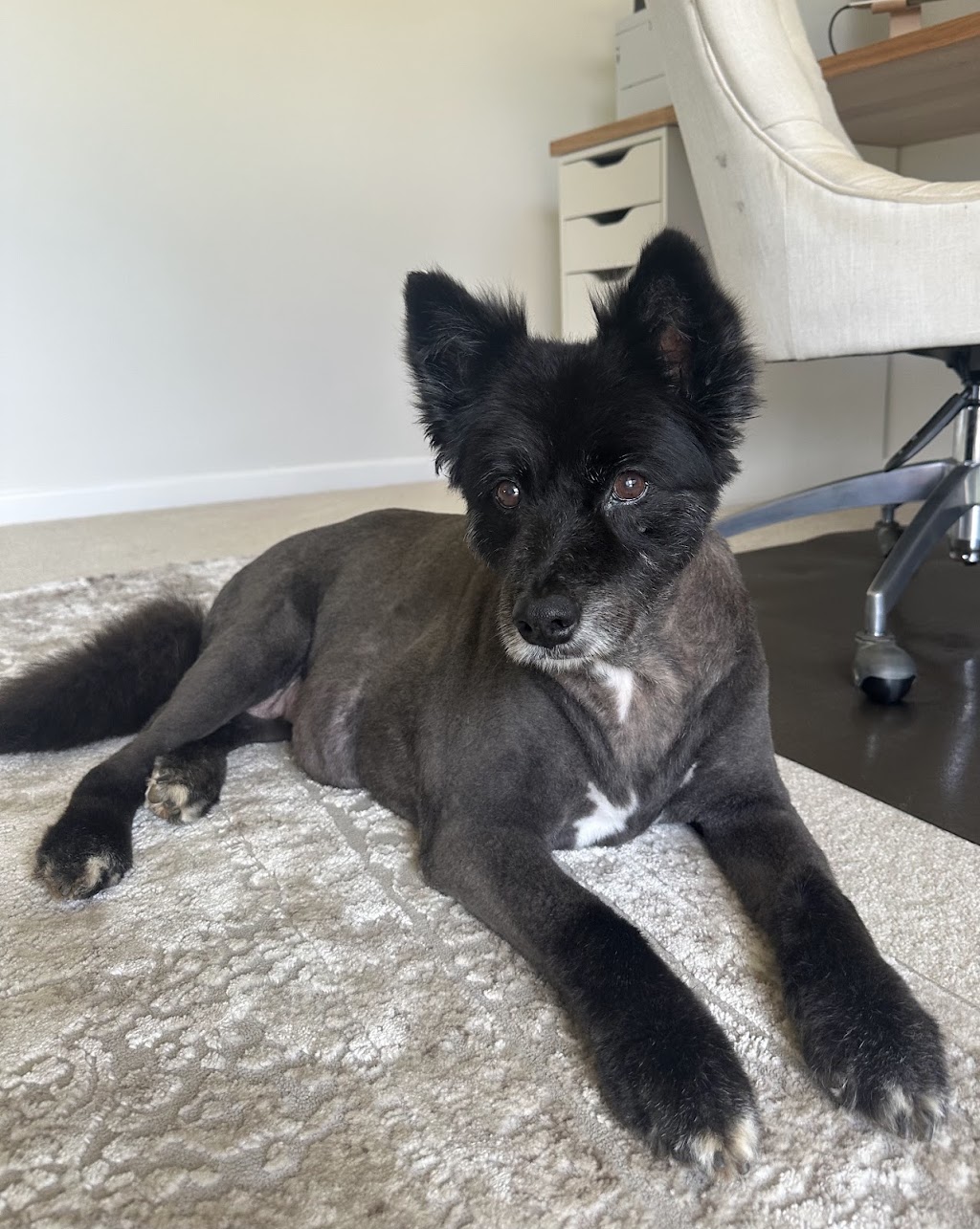 Debs Grooming Shed | Campbells, pocket rd, Wamuran QLD 4512, Australia | Phone: 0407 392 621