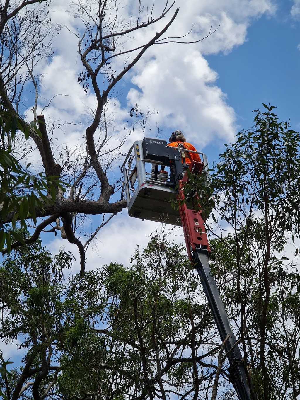 Colourful Tree Lopping & Stump Grinding | 44A Oyster Point Esplanade, Scarborough QLD 4020, Australia | Phone: 0418 988 966